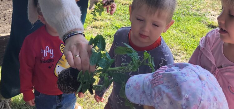 Zakładamy ogródek warzywny – grupa Biedronki Zakładamy ogródek warzywny – grupa Biedronki